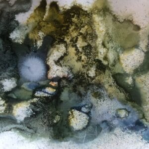 Rock Pool