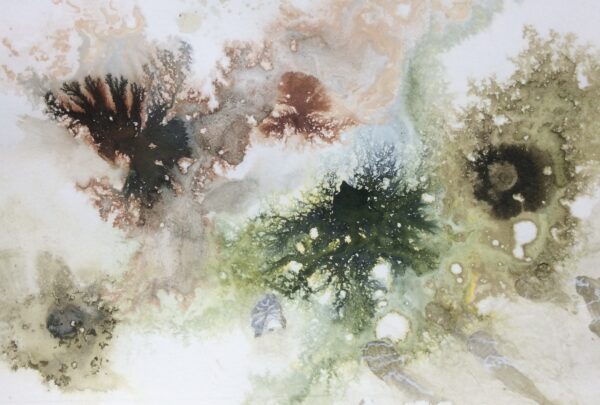 Seaweed