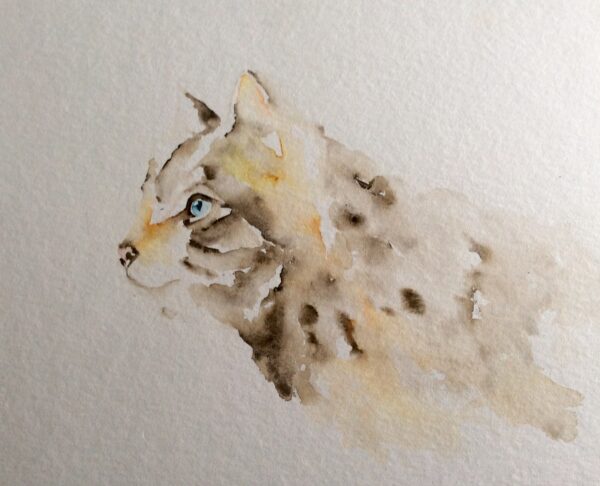 Tabby Cat