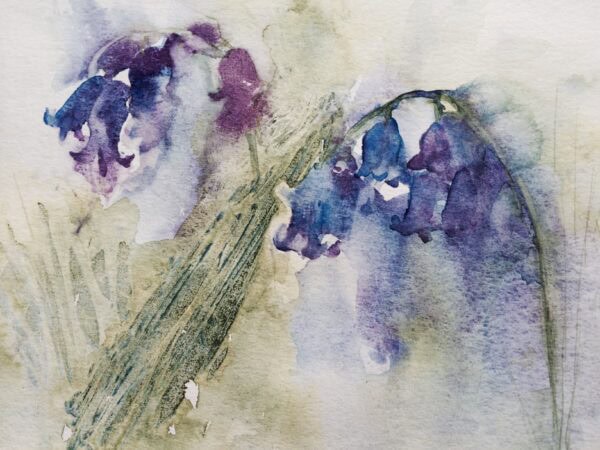 Wind Blown Bluebells