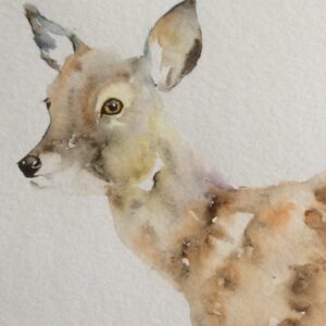 Deer