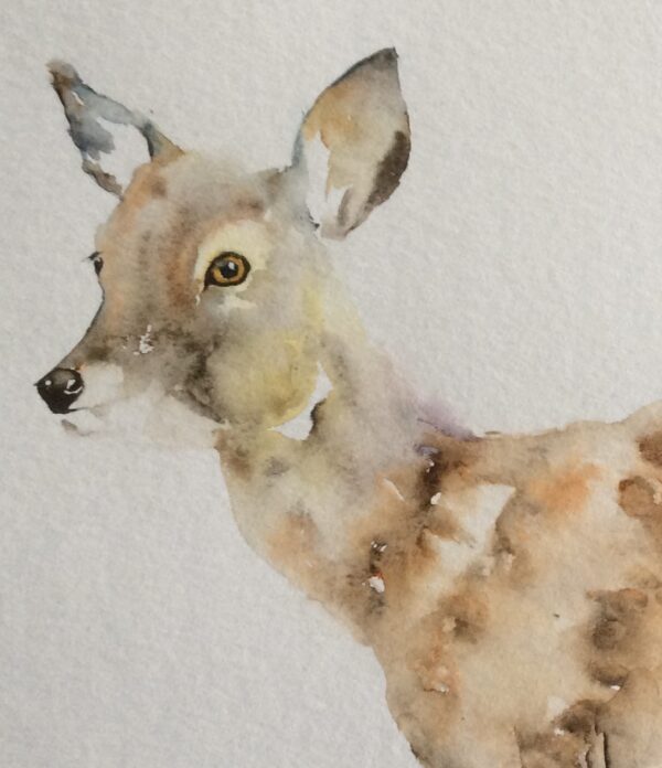 Deer